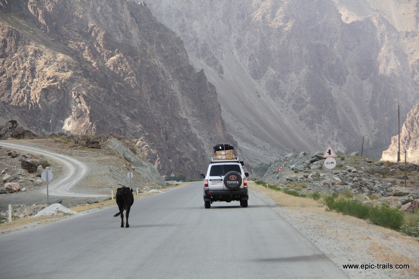 Cow and Car on Pamir Highway