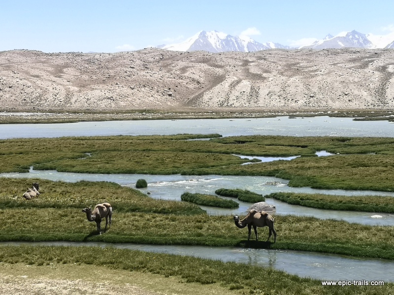 Camels in Wakhan